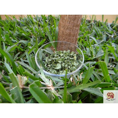 Moringa Oleifera Pulver 100g