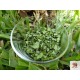 Moringa Oleifera Pulver 100g