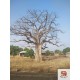 Baobab Oil, cold-pressed, unrefined